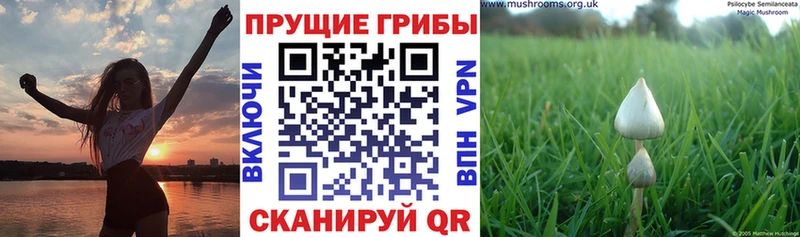 Псилоцибиновые грибы Psilocybe это Telegram Игарка